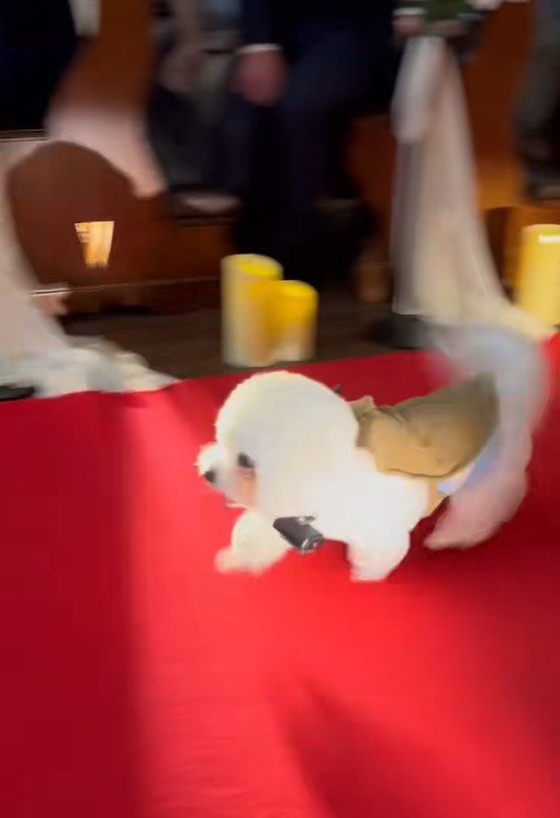 ミロちゃんがリングドッグに挑戦8