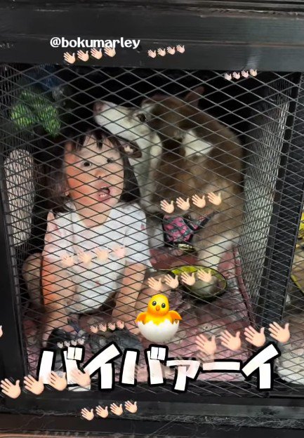 「バイバーイ！！！」