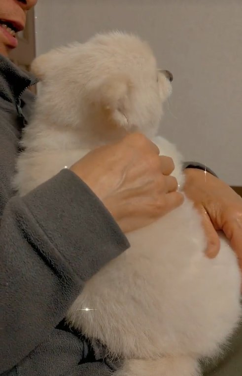 撫でてもらう小型犬