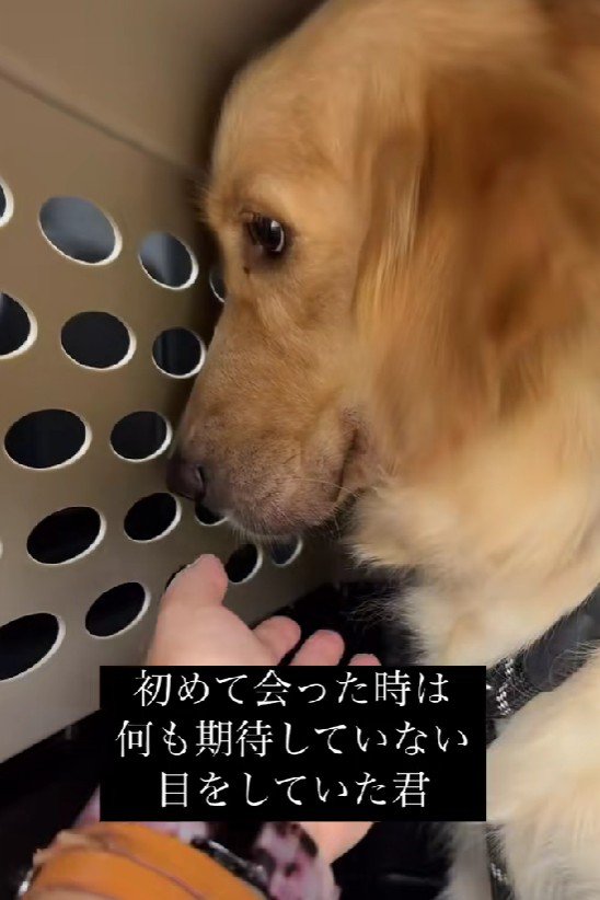 2歳の大型犬を保護