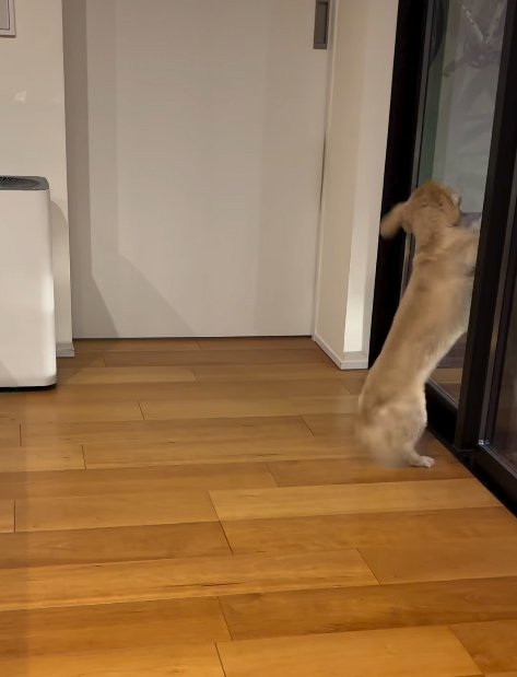 家族を待つ小型犬