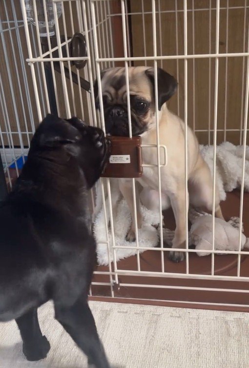 おはぎちゃん＆ちまき君の脱走劇5