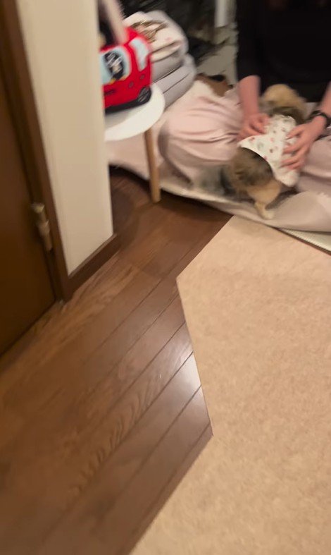 こはくちゃんとお姉ちゃんの再会