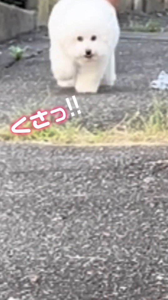 男性のハンカチを置いたまま散歩を続ける犬