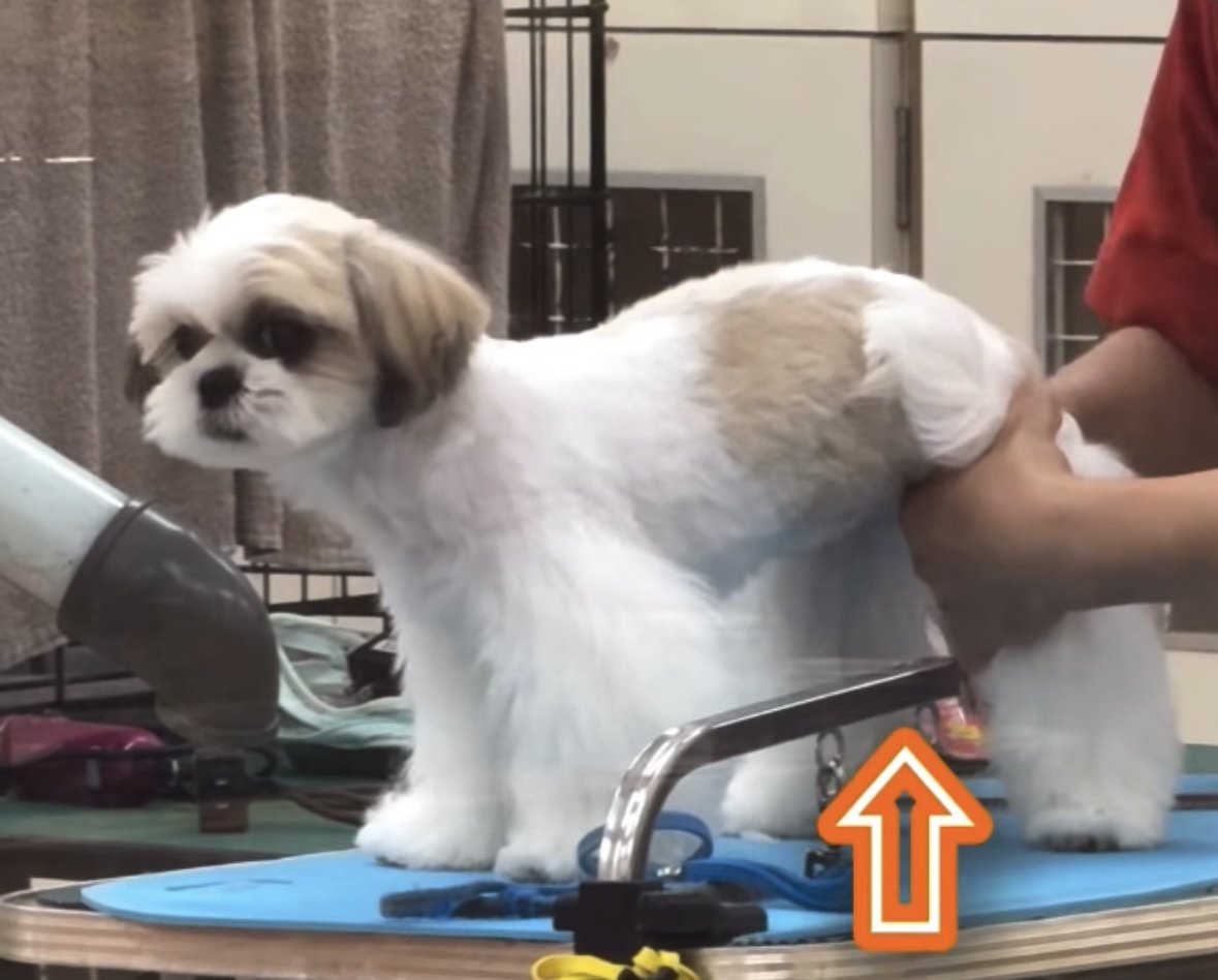 カットされる犬1