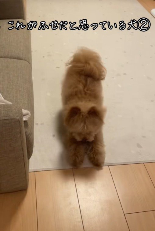 ハッピーちゃんの伏せ4