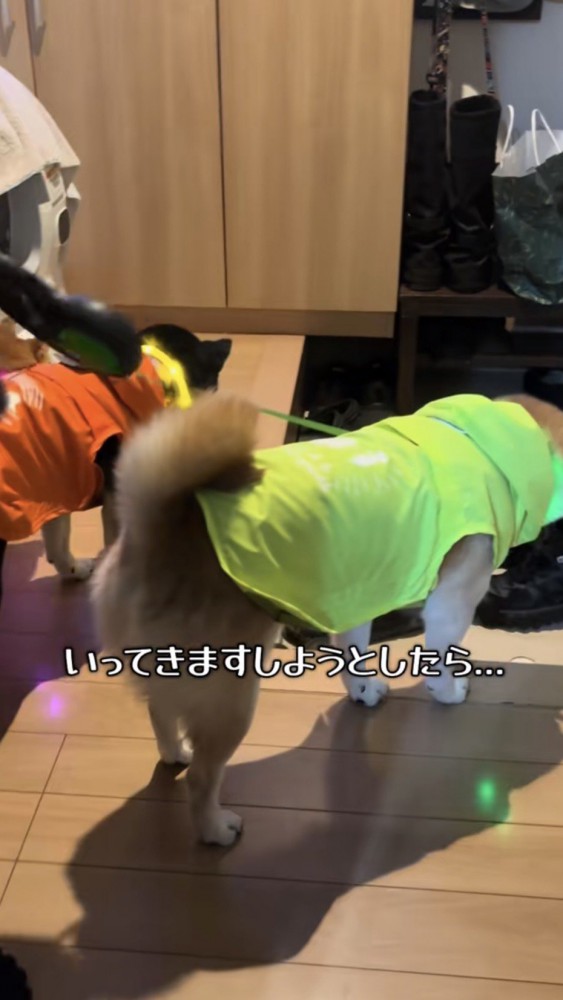玄関で俯く柴犬たち