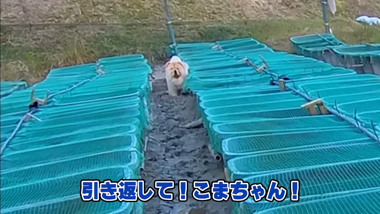 泥にハマったこまめちゃん