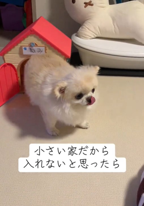舌を出す犬