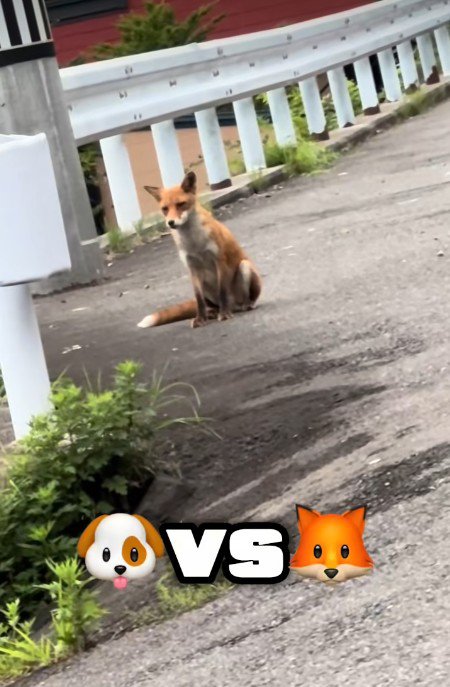 お散歩中にキツネに遭遇したことも