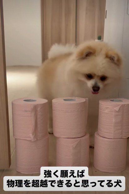 トイレットペーパーチャレンジ！！