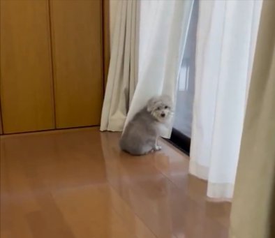 飼い主