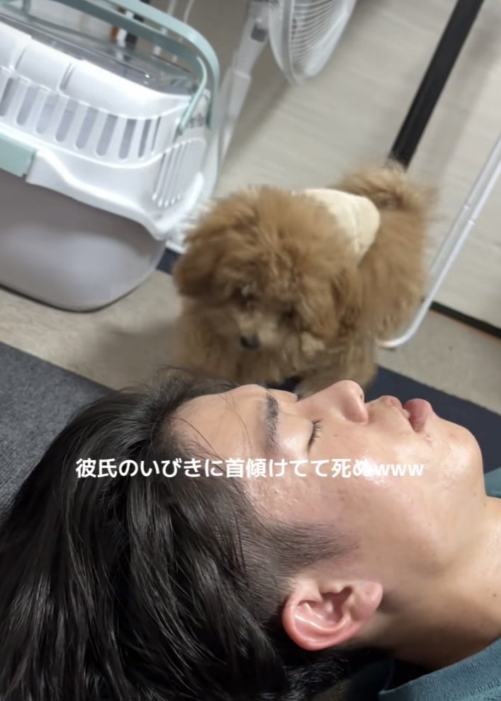 寝ている男性のもとへ歩いていくトイプー