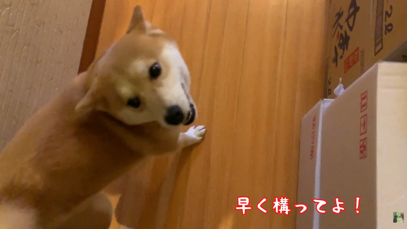 急かしながら一緒にお部屋へ