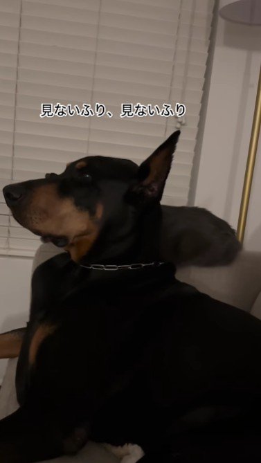 あからさまに「見ないふり」