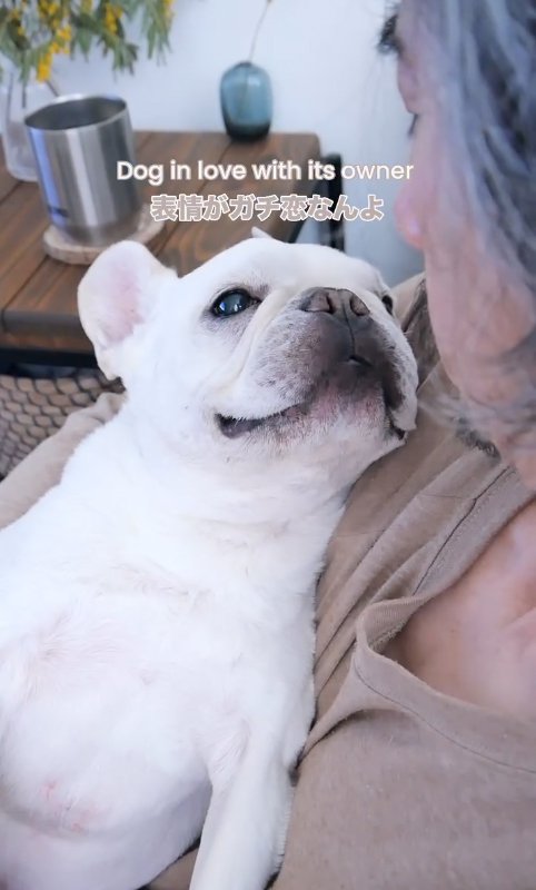 お父さんを見つめる小型犬