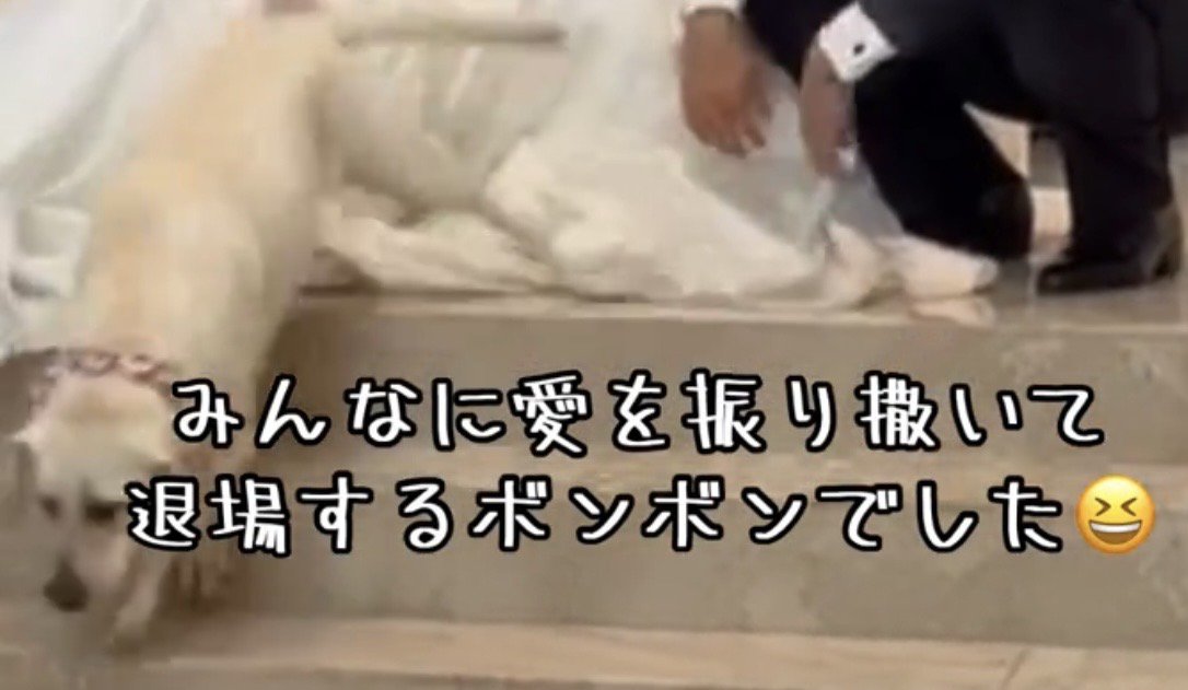 階段を下りて退場する犬