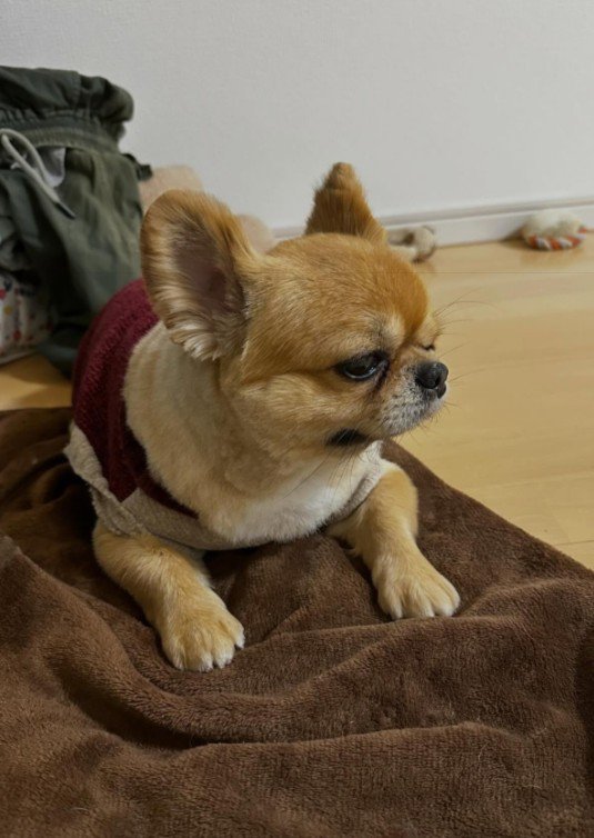 「たてがみなくなった」