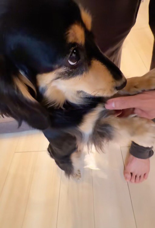 紬ちゃんのおねだり3