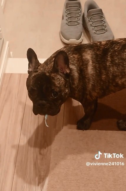 気まずそうなヴィヴィちゃん