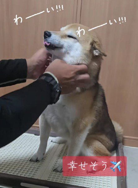 表情豊かすぎるさくらちゃんでした