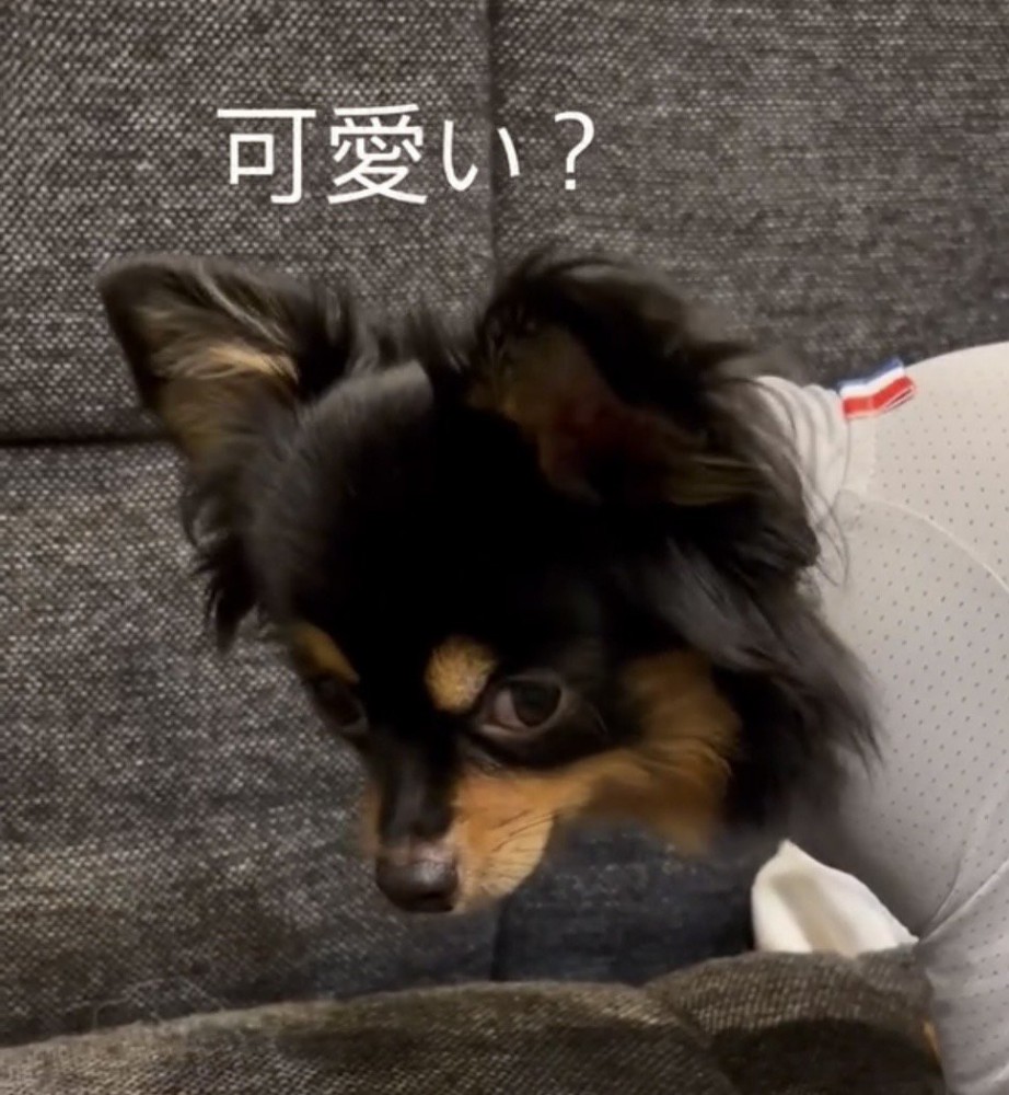 横目で見つめる犬