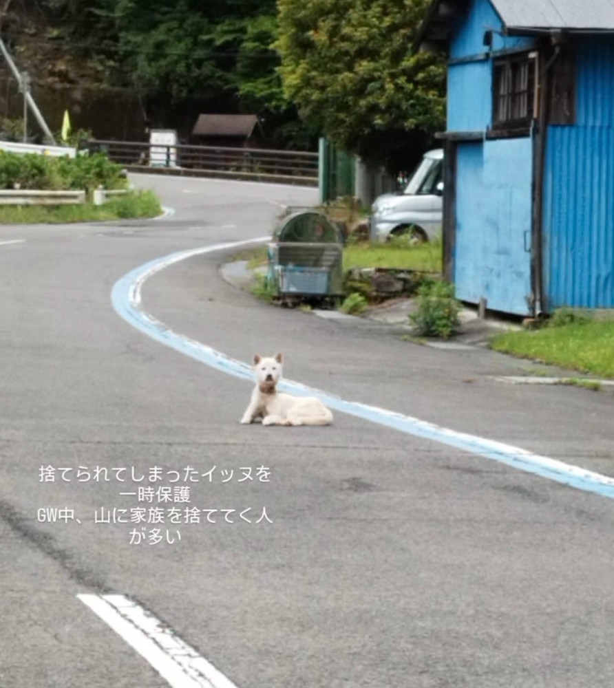 県道の真ん中に座り込む犬