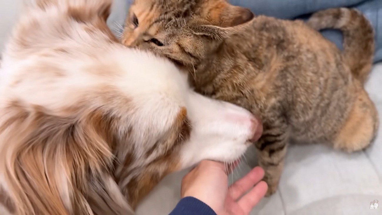ガルチェロくんに噛みつくたまちゃん