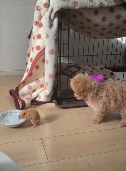 水を飲むハムスターと見つめる犬4