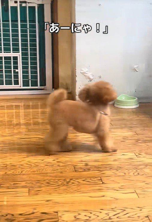 飼い主さんに気づいていません