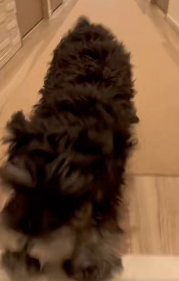 飼い主さんの元へ来たテオくん