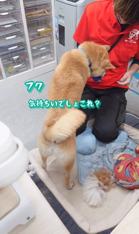 ブラッシング中のフクちゃん4