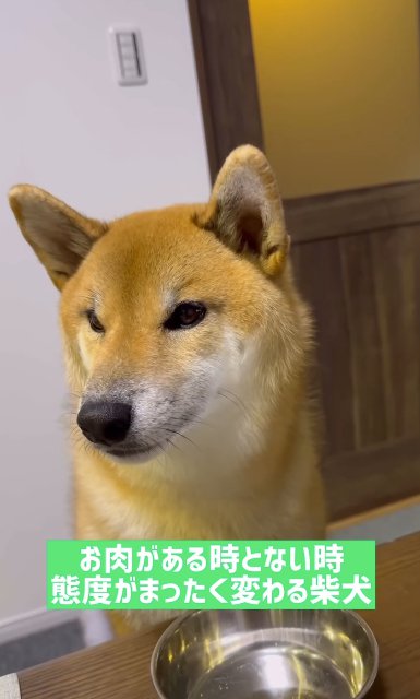 食卓に座る柴犬