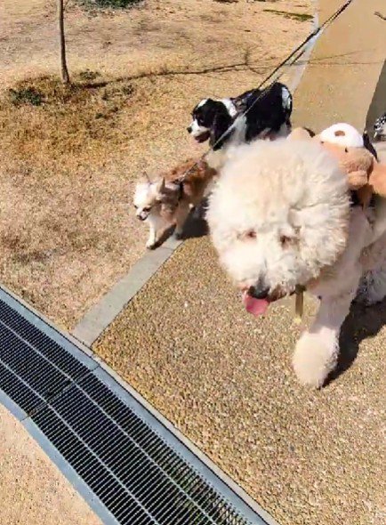 ラキちゃんは末っ子です