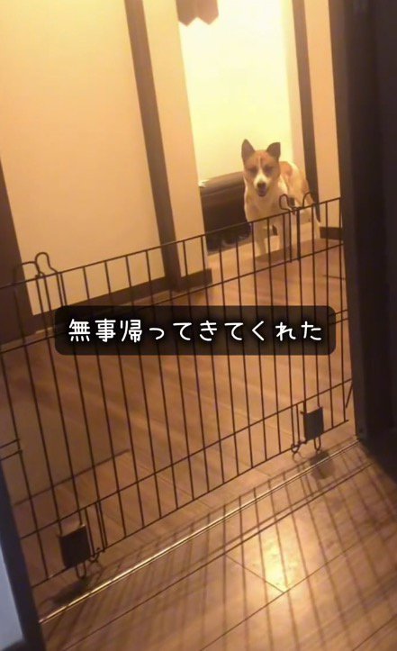 家の中に入ってきた弟犬