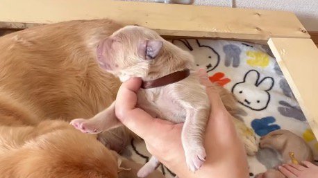 抱き上げられる生まれたての子犬