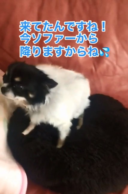 匂いを嗅ぐちーちゃん