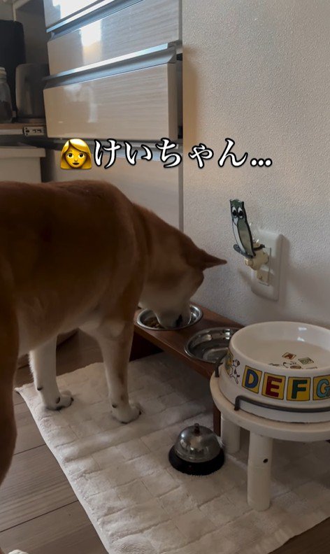 お姉ちゃん帰宅時のけいちゃん8