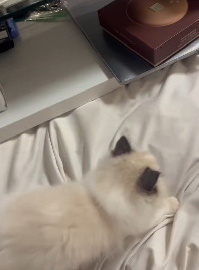 子猫も興味津々に…