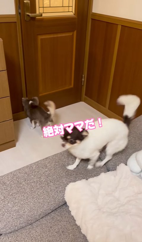 飼い主を待つ2匹の小型犬