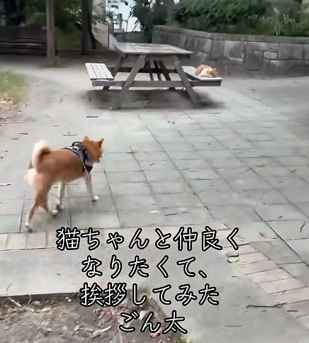 外猫と仲良くなりたくて…
