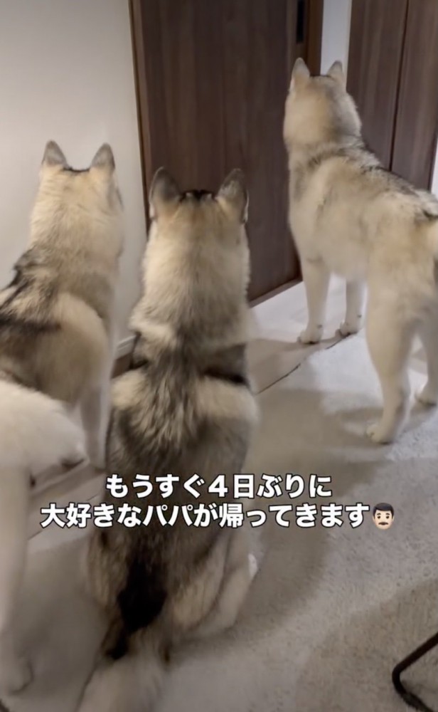 パパの気配がする…！