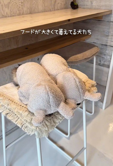 まるでうさぎさんみたい