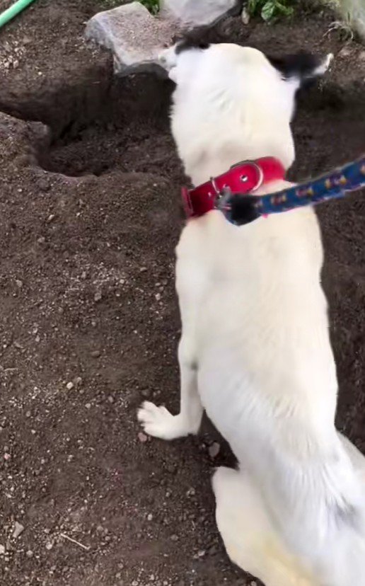 自力で歩くことができない