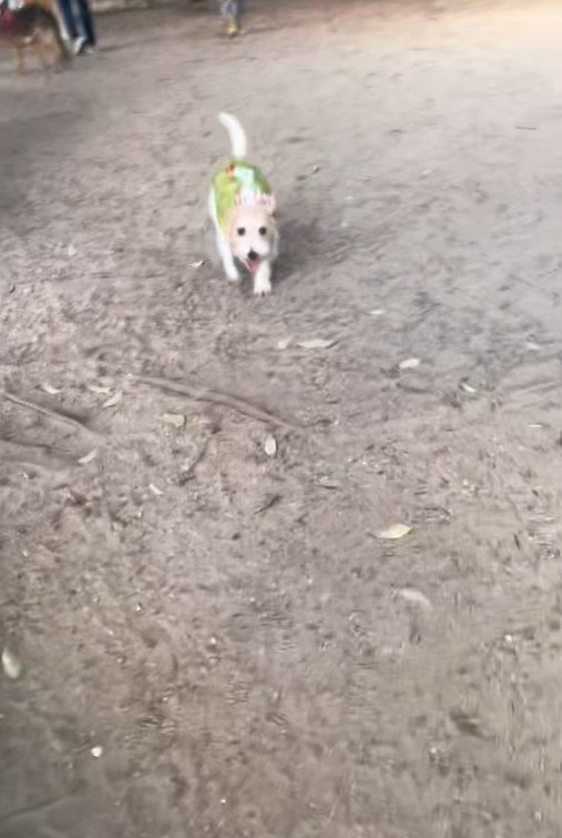 サフランちゃんの予想外の行動8