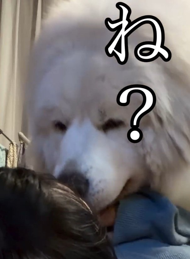 ママに顔を近づけるシェリーちゃん