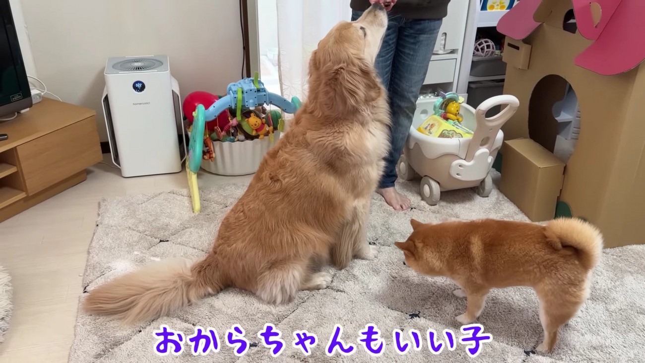 みんなとっても賢いね♪