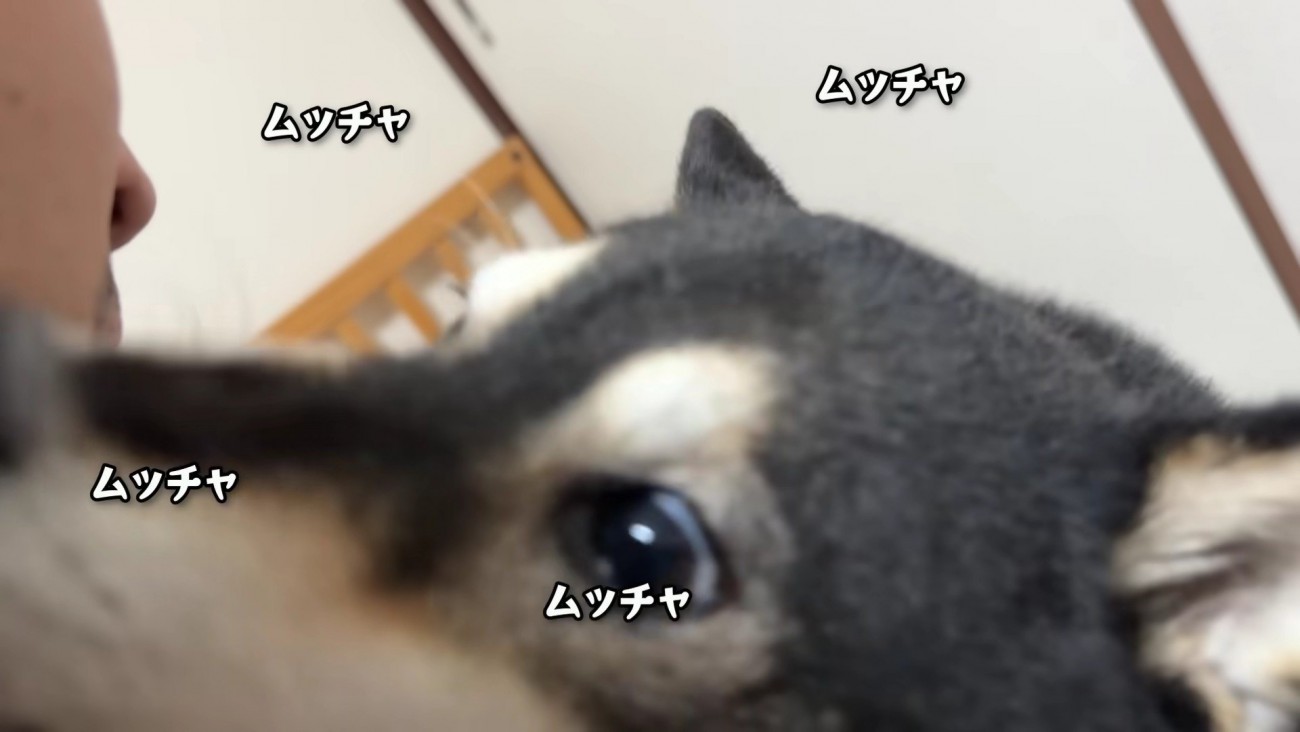 突然ヒゲを舐める一幕も…