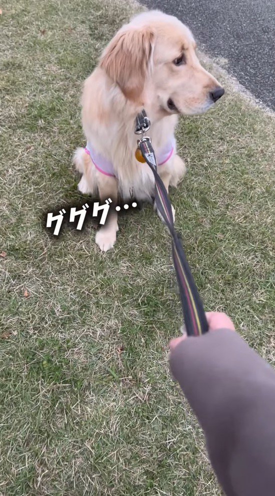 犬に繋がれたリードを引く女性