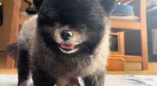 カメラの前で笑顔になる子熊のような見た目の犬